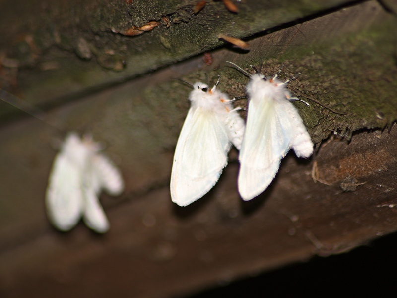 Hyphantria cunea: sfarfallamento di massa